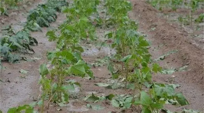 棉花育苗期三害预防措施