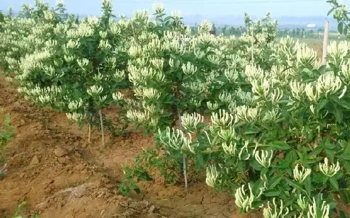 种植技术金银花 如何有效种植金银花？