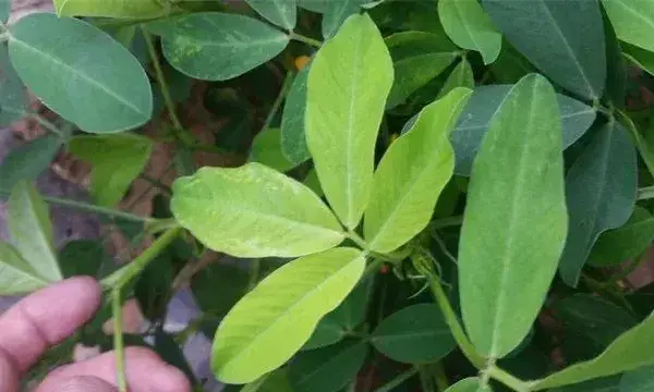 花生卷叶是怎么回事