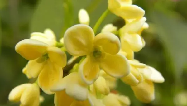 桂花一年开几次？种植桂花的四大禁忌