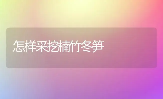 怎样采挖楠竹冬笋 | 植物科普