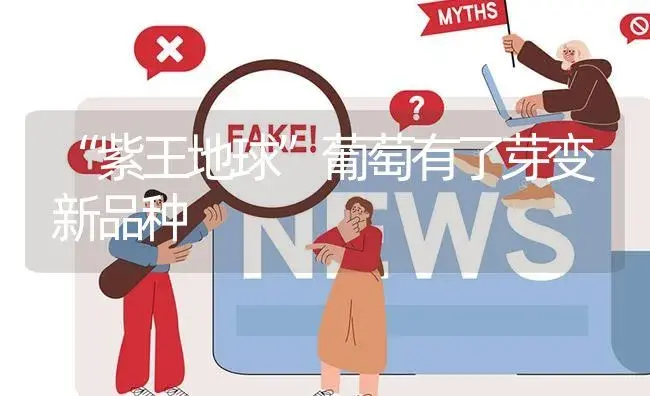 “紫王地球”葡萄有了芽变新品种 | 植物资料