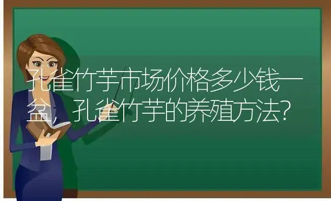 孔雀竹芋市场价格多少钱一盆，孔雀竹芋的养殖方法？ | 植物问答