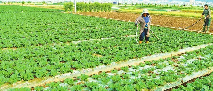 各种蔬菜的种植时间，蔬菜分为喜热型、喜寒型和耐寒型