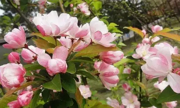 海棠花扦插繁殖方法