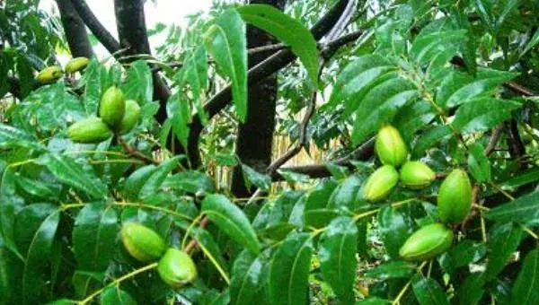 碧根果种植条件 碧根果适合种植地区