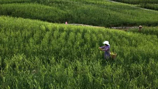 黄花菜采摘后怎么管理 黄花菜下雨天怎么处理