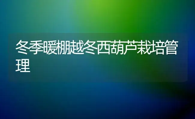 冬季暖棚越冬西葫芦栽培管理 | 植物百科