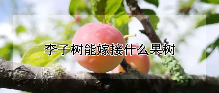 李子树能嫁接什么果树