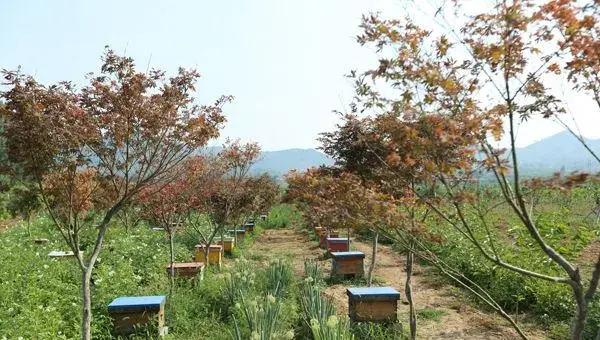 蜜蜂打架的原因及解决方法