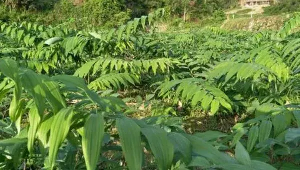 黄精种植技术 黄精的生长习性