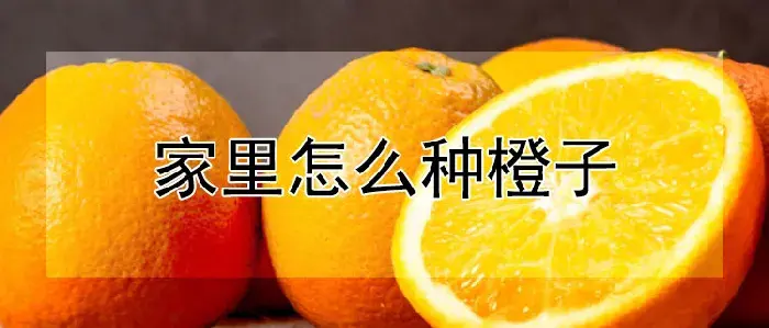 家里怎么种橙子