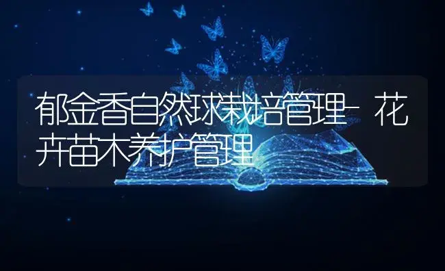 郁金香自然球栽培管理-花卉苗木养护管理 | 植物知识