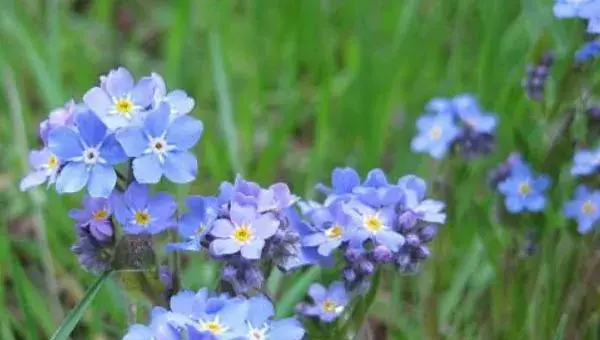 勿忘我花怎么浇水 勿忘我花繁殖方法