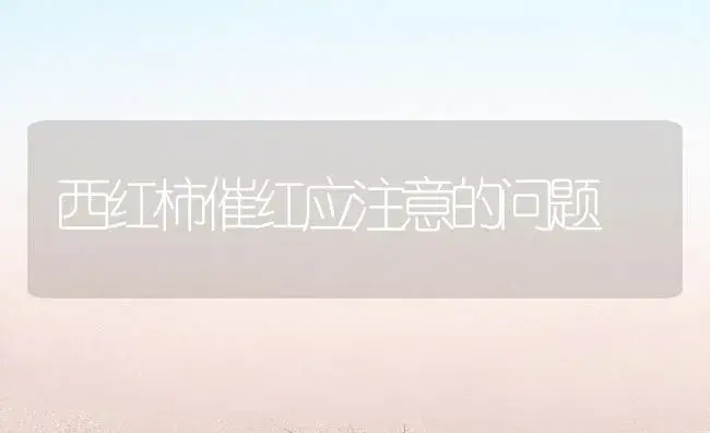 西红柿催红应注意的问题 | 植物百科