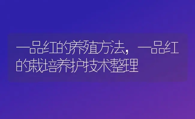 一品红的养殖方法，一品红的栽培养护技术整理 | 植物科普