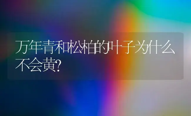 万年青和松柏的叶子为什么不会黄？ | 植物问答