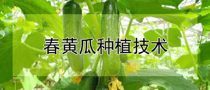 春黄瓜种植技术