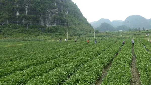 板蓝根种植技术要点，加强田间管理是关键