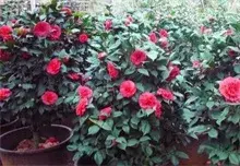 茶花盆栽的养殖方法