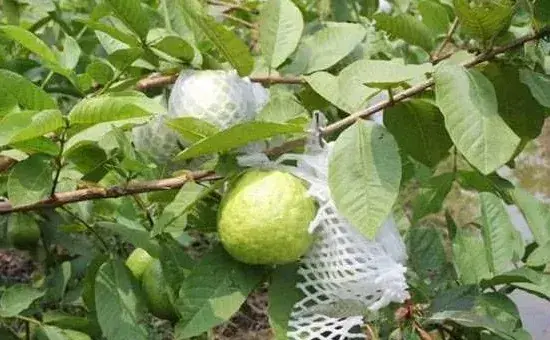 芭乐的种植技术及管理技巧