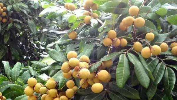 龙眼种植条件
