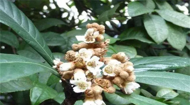 枇杷出现早花现象怎么办？怎么去预防