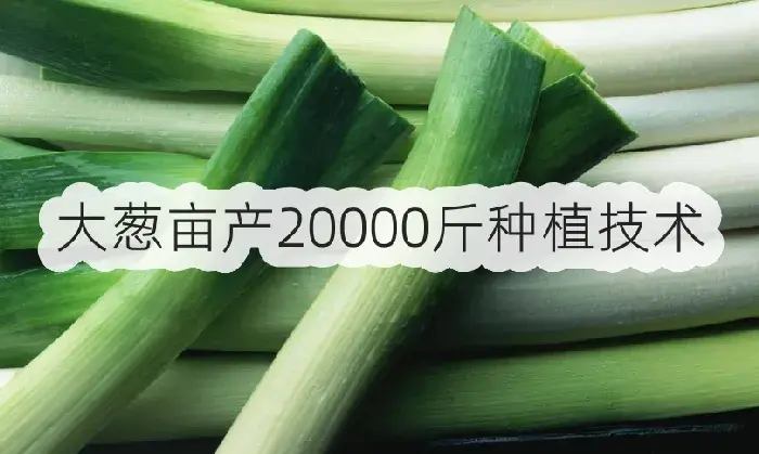 大葱亩产20000斤种植技术