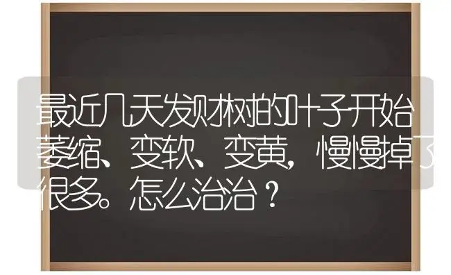 最近几天发财树的叶子开始萎缩、变软、变黄，慢慢掉了很多。怎么治治？ | 植物问答