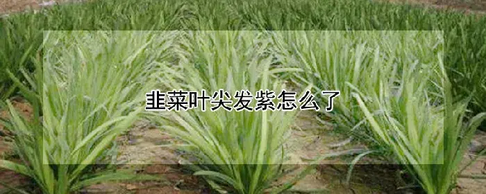 韭菜叶尖发紫怎么了