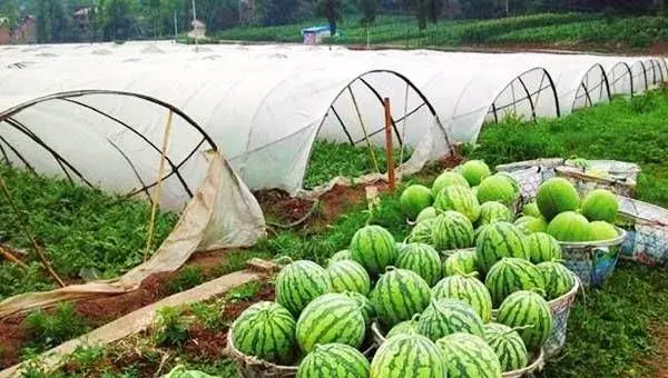 西瓜种植过错中容易忽略的3个技术管理要点！