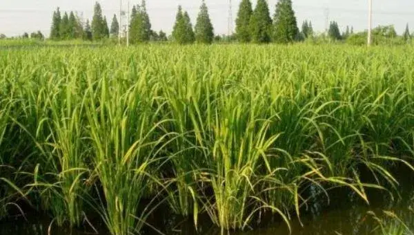 2018种茭白赚钱吗？茭白种植的利润与投资成本及前景预测
