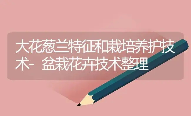 大花葱兰特征和栽培养护技术-盆栽花卉技术整理 | 植物知识