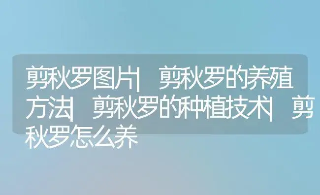 剪秋罗图片|剪秋罗的养殖方法|剪秋罗的种植技术|剪秋罗怎么养 | 植物科普