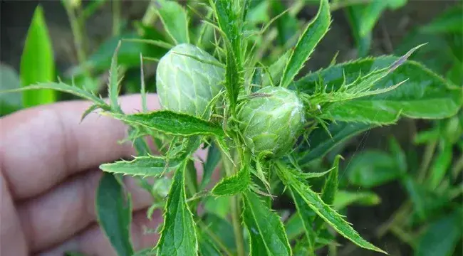 白术种植技术 白术应该怎样正确种植？