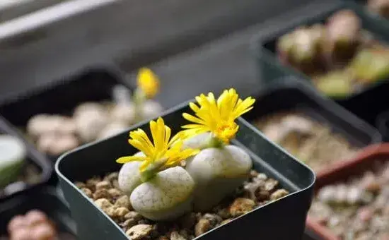 生石花徒长了怎么办，四步教你抑制生石花徒长