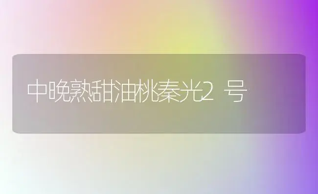 中晚熟甜油桃秦光2号 | 植物科普