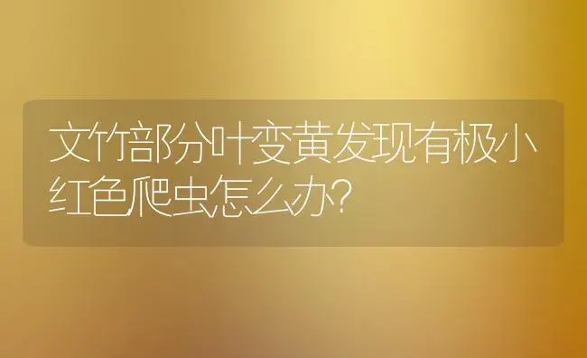 文竹部分叶变黄发现有极小红色爬虫怎么办？ | 植物问答