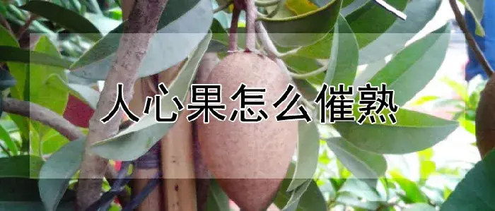 人心果怎么催熟