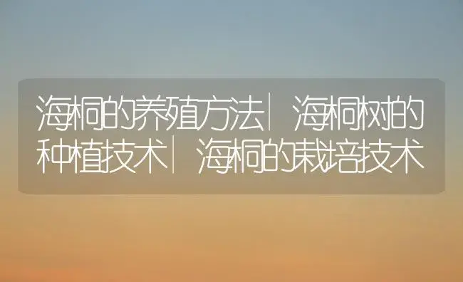 海桐的养殖方法|海桐树的种植技术|海桐的栽培技术 | 植物科普