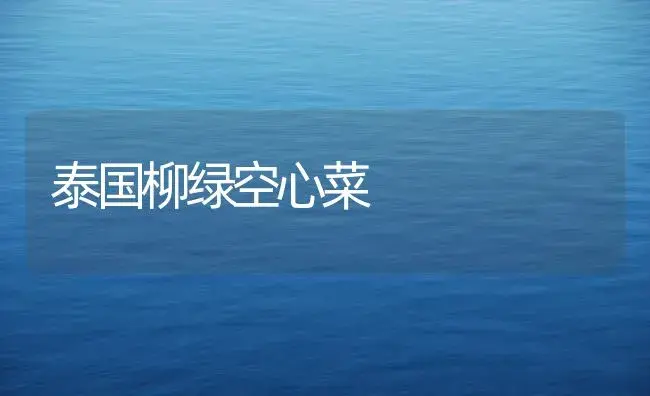 泰国柳绿空心菜 | 植物百科