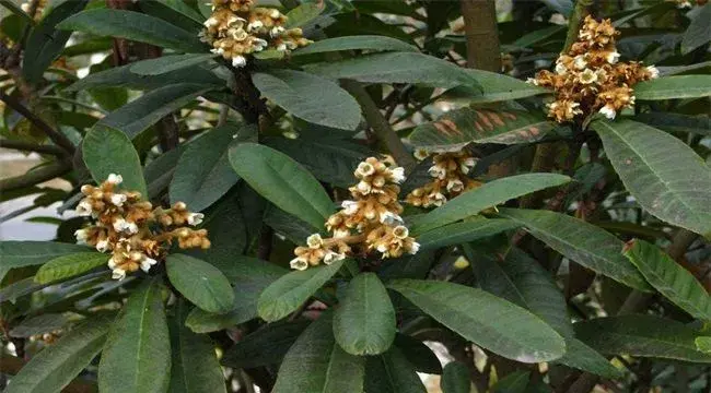 枇杷出现早花现象怎么办？怎么去预防