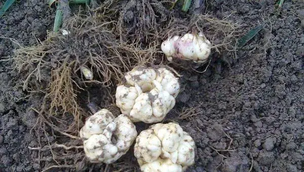 食用百合的种植方法