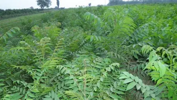 2018种香椿赚钱吗？香椿种植的利润与投资成本及前景预测