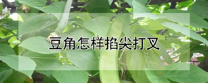 豆角怎样掐尖打叉