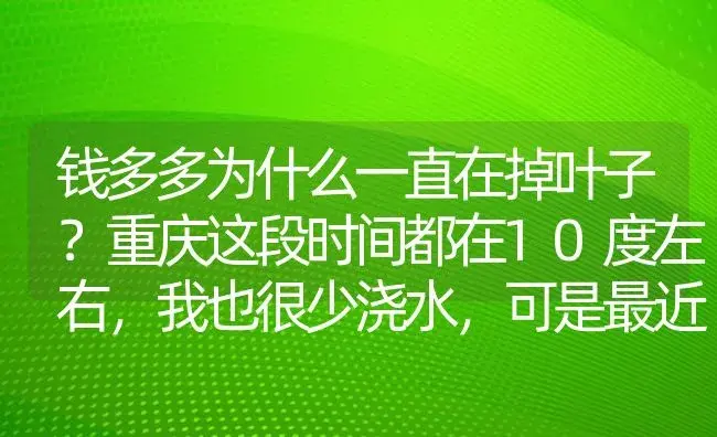 钱多多为什么一直在掉叶子？重庆这段时间都在10度左右，我也很少浇水，可是最近一直在掉叶子。还有，钱？ | 植物问答