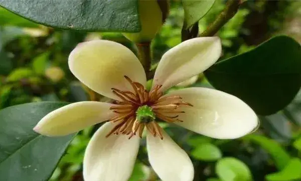 含笑花的繁殖方法