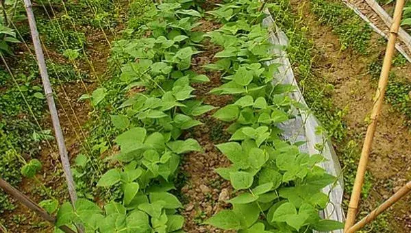 豆角种植栽培技术