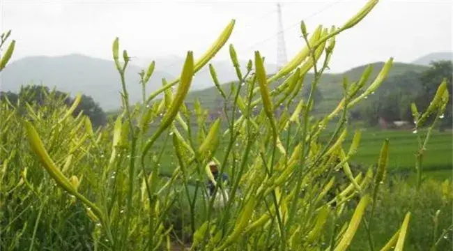 黄花菜育苗技术