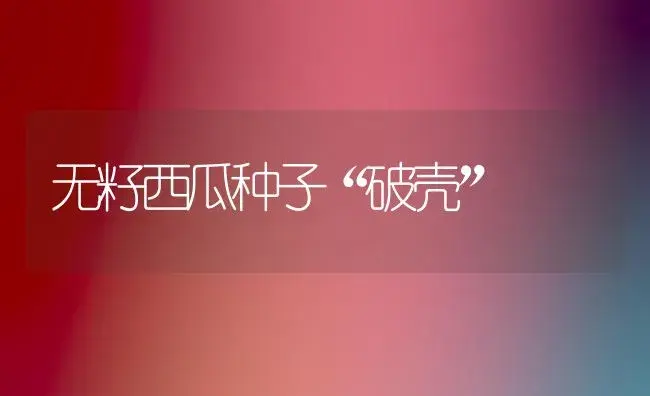 无籽西瓜种子“破壳” | 植物百科